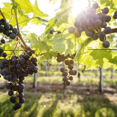 Weingut & Gastezimmer Edelmann Göttlesbrunn Dış mekan fotoğraf