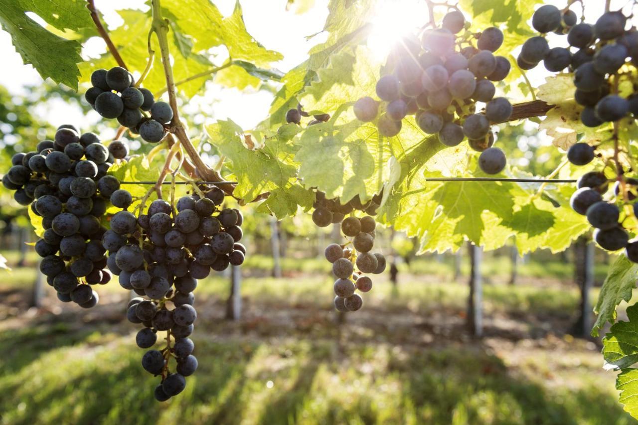 Weingut & Gastezimmer Edelmann Göttlesbrunn Dış mekan fotoğraf