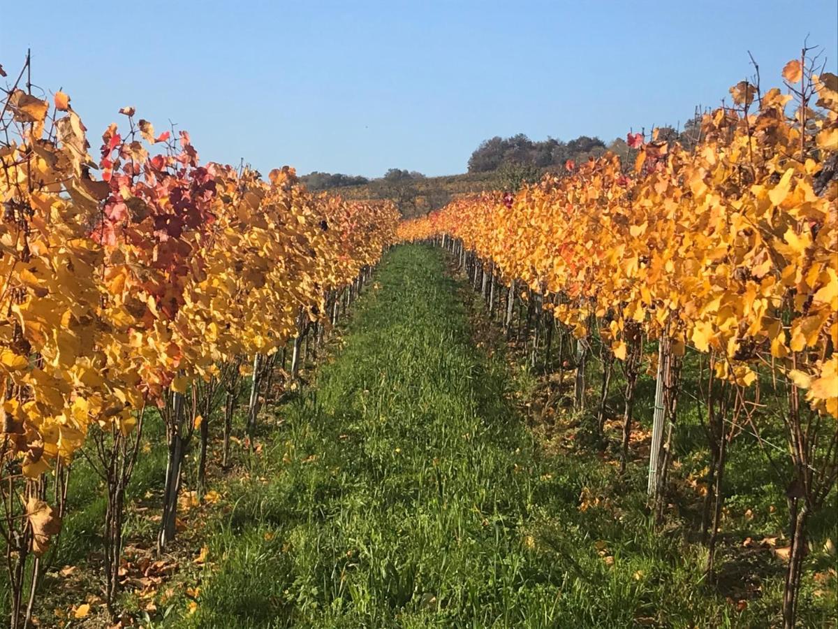Weingut & Gastezimmer Edelmann Göttlesbrunn Dış mekan fotoğraf