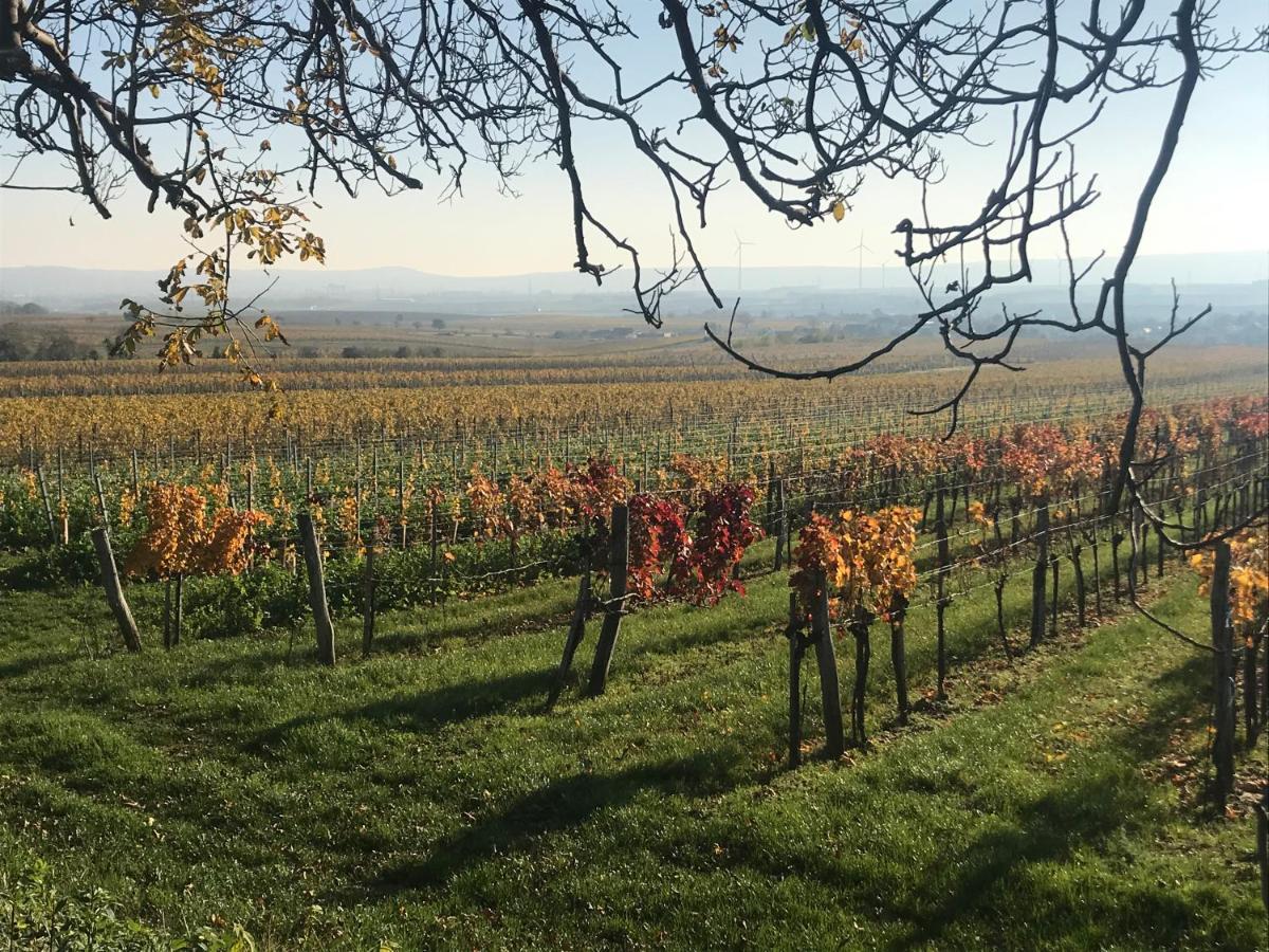 Weingut & Gastezimmer Edelmann Göttlesbrunn Dış mekan fotoğraf