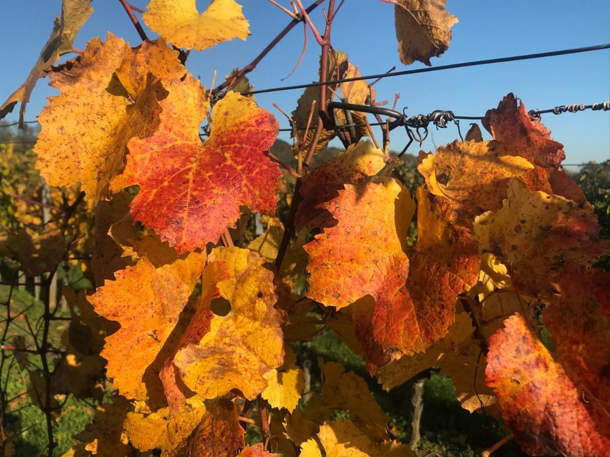 Weingut & Gastezimmer Edelmann Göttlesbrunn Dış mekan fotoğraf