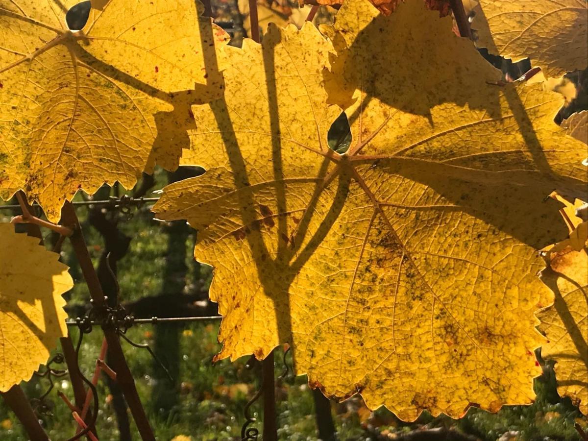 Weingut & Gastezimmer Edelmann Göttlesbrunn Dış mekan fotoğraf