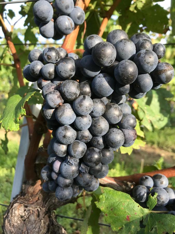 Weingut & Gastezimmer Edelmann Göttlesbrunn Dış mekan fotoğraf